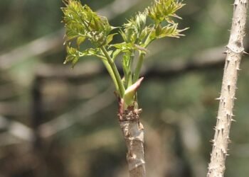how plants adapt to different environments
