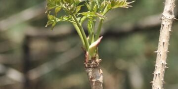 how plants adapt to different environments
