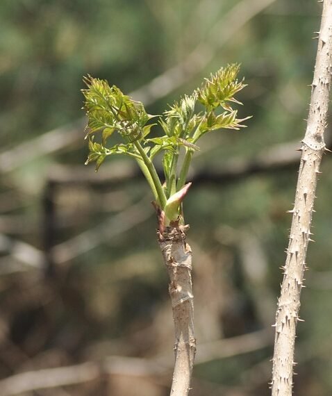 how plants adapt to different environments