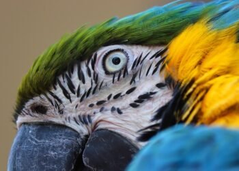 how comedy films changed from silent era to present