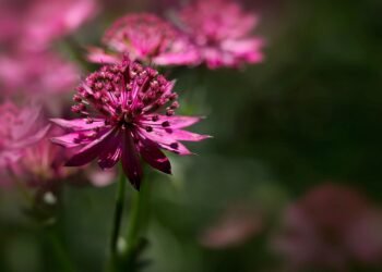 role of producers in shaping major films