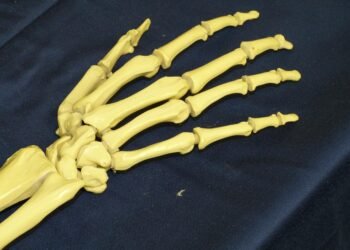 how muscles and bones work together