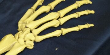 how muscles and bones work together