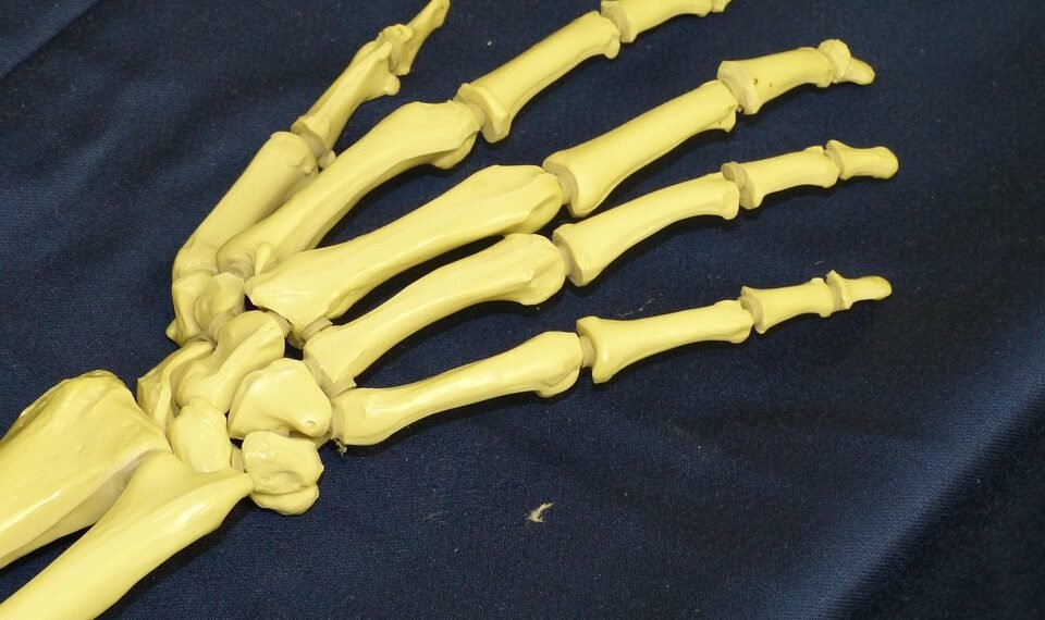 how muscles and bones work together