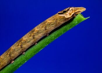 how musicals became a global genre