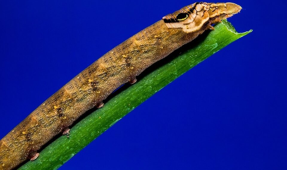 how musicals became a global genre