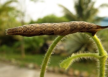 how musicals became a global genre