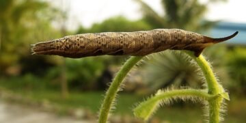 how musicals became a global genre