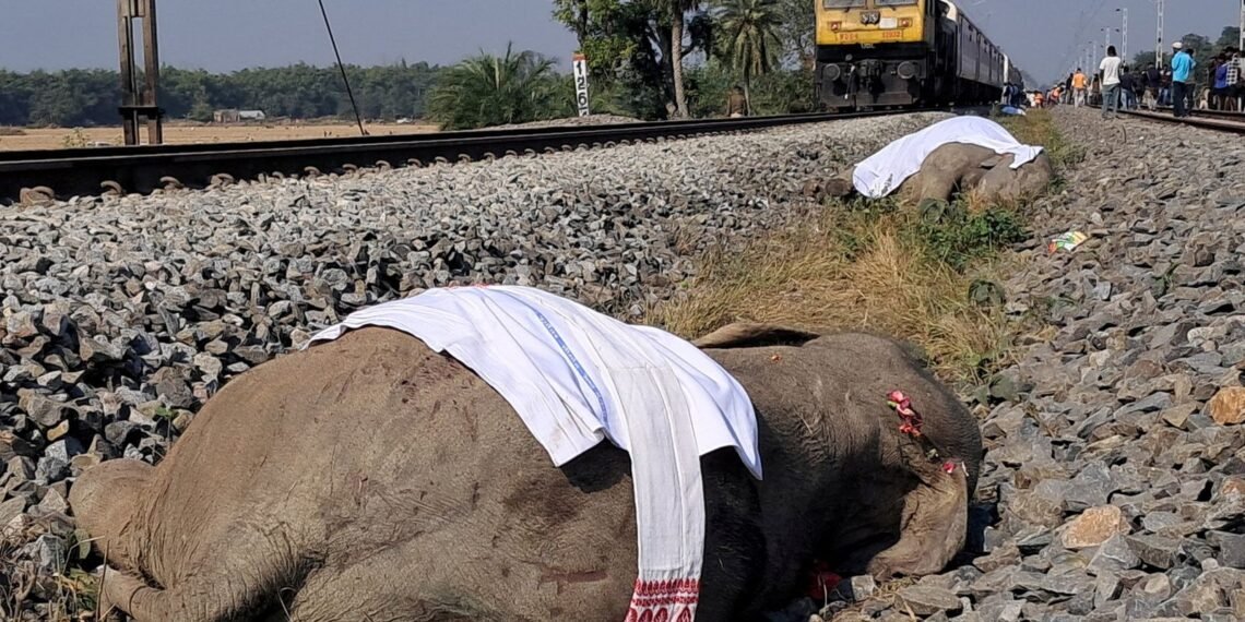 High-Speed Train Tragedy: Seven Elephants Killed in India Incident