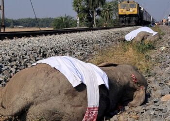High-Speed Train Tragedy: Seven Elephants Killed in India Incident