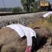 High-Speed Train Tragedy: Seven Elephants Killed in India Incident