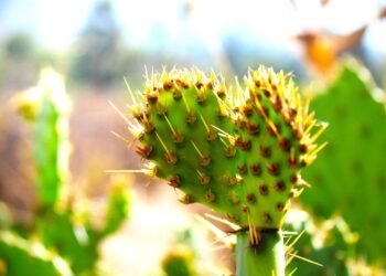 cinematic impact of true story adaptations