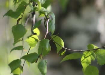 basics of human kidney function