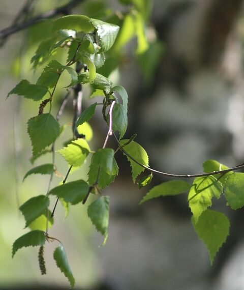 basics of human kidney function