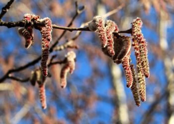 basics of human kidney function