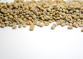 basics of human kidney function