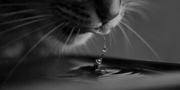 importance of hydration for overall health