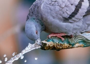 importance of hydration for overall health