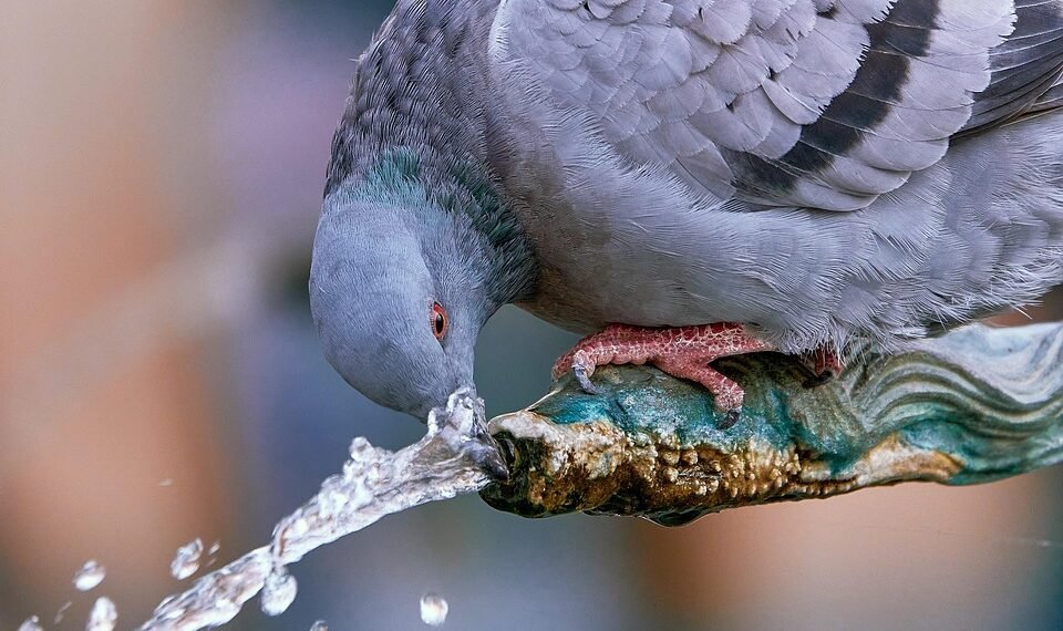 importance of hydration for overall health