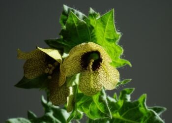 importance of sleep for mental and physical health