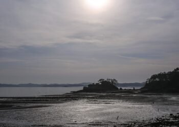 difference between viruses and bacteria