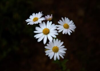 common vitamins and their roles in the body