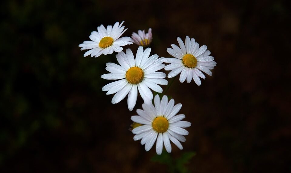 common vitamins and their roles in the body