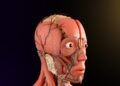 how the nervous system controls