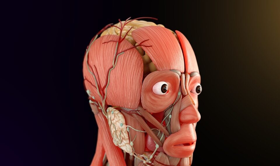 how the nervous system controls