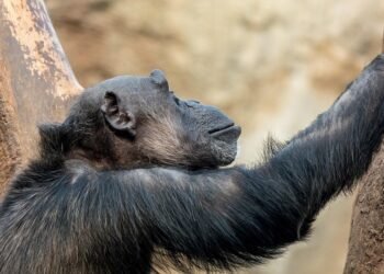 evolution of film criticism and reviewers