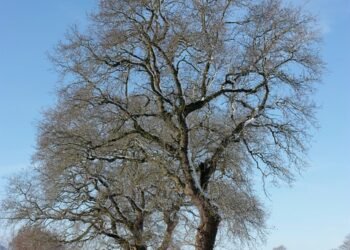 analysis of iconic opening scenes in cinema