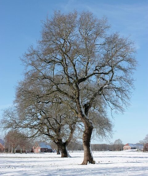 analysis of iconic opening scenes in cinema