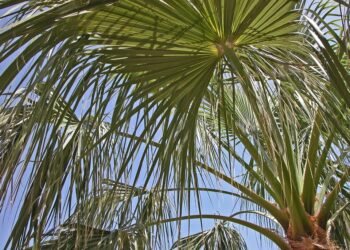 history of james cameron’s blockbuster filmmaking