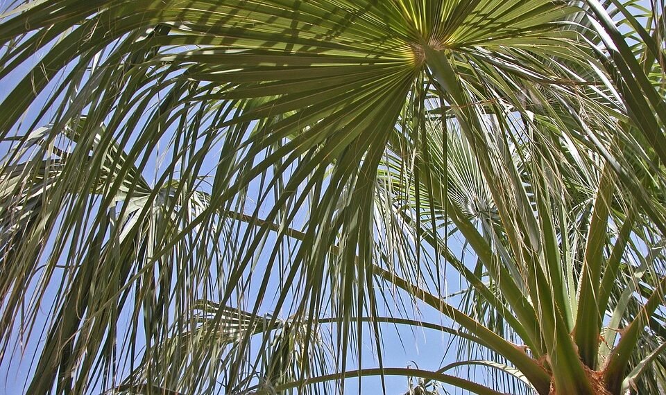 history of james cameron’s blockbuster filmmaking