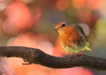 introduction to auteur theory in cinema