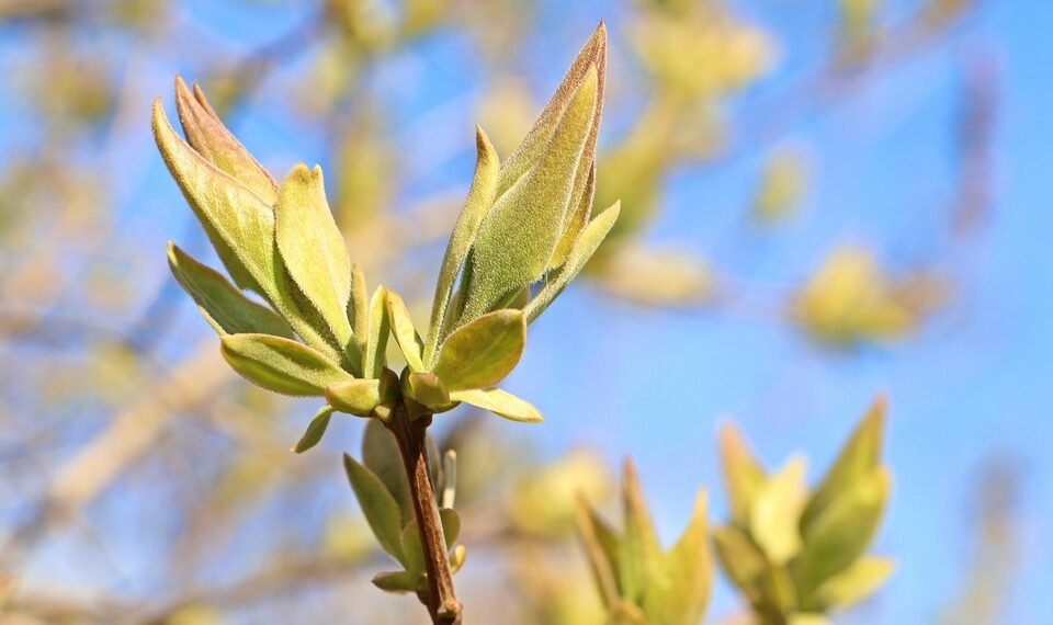 basics of human kidney function