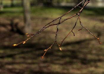 basics of human kidney function