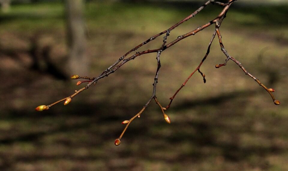 basics of human kidney function