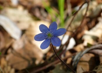 role of the liver in detoxification