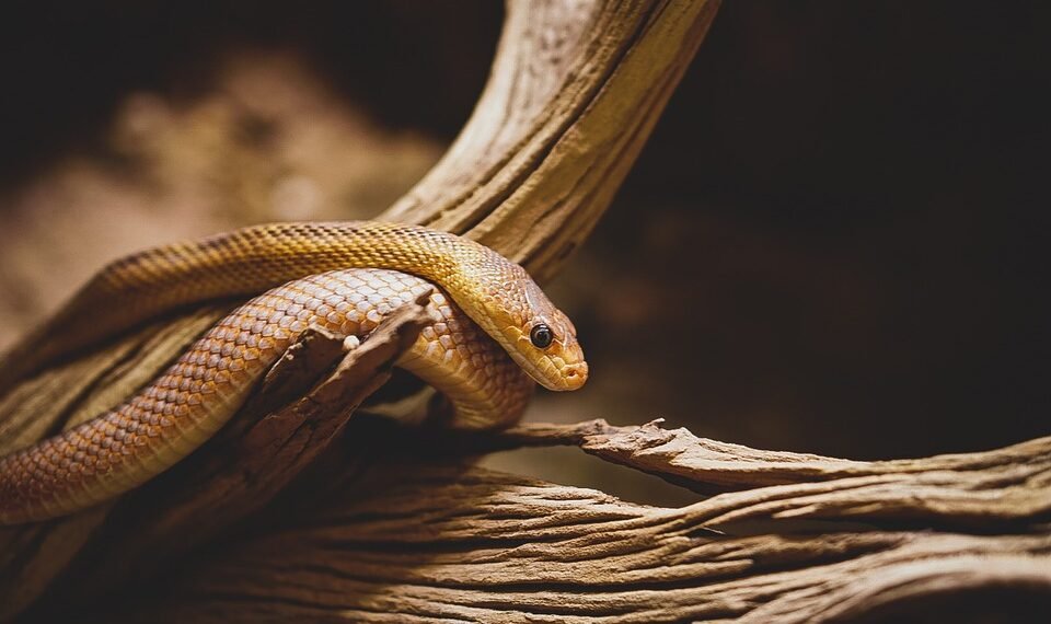 difference between major and minor scales explained