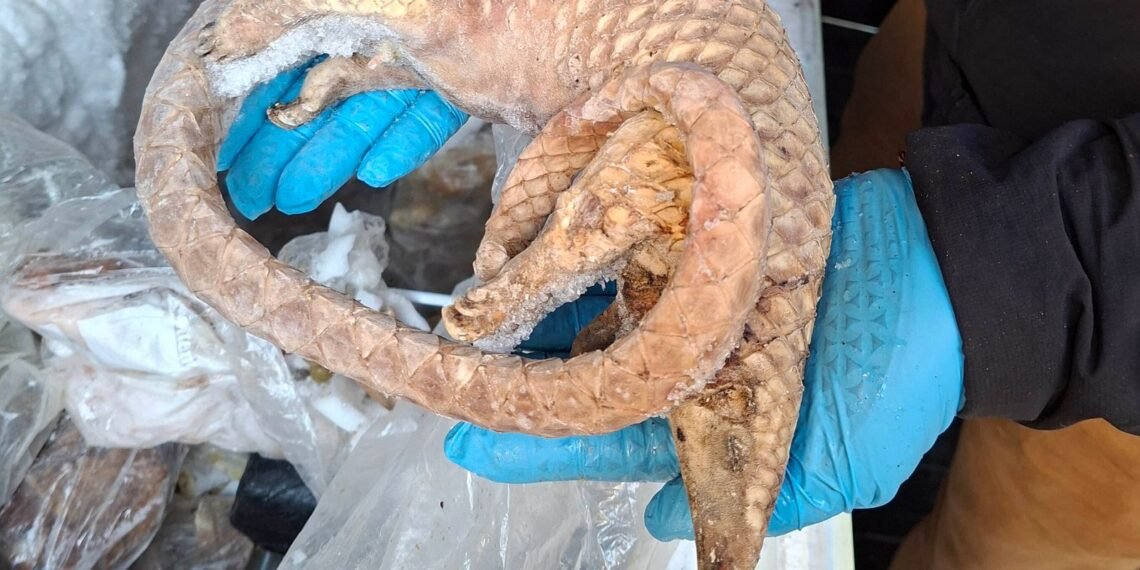Man Arrested After Seizure of Frozen Pangolins and Other Wildlife in London