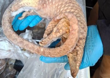 Man Arrested After Seizure of Frozen Pangolins and Other Wildlife in London