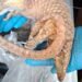 Man Arrested After Seizure of Frozen Pangolins and Other Wildlife in London