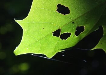 basics of body metabolism and energy use