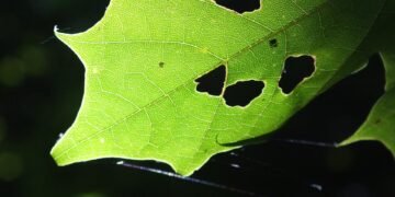 basics of body metabolism and energy use