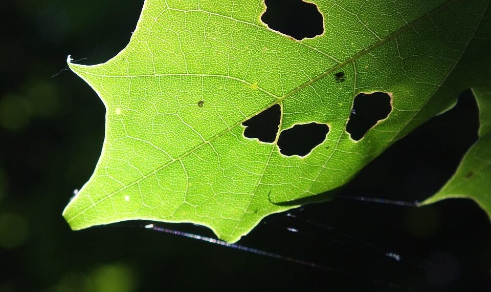 basics of body metabolism and energy use