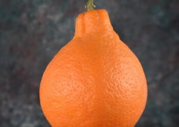 healthy eating habits and nutrition basics