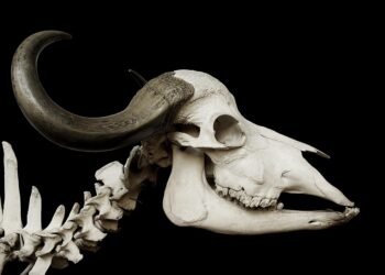 how muscles and bones work together