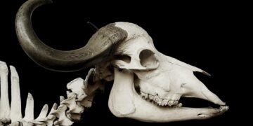 how muscles and bones work together