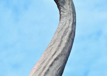 history of british cinema evolution